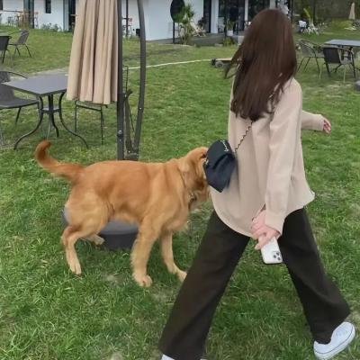 宝贝大盗